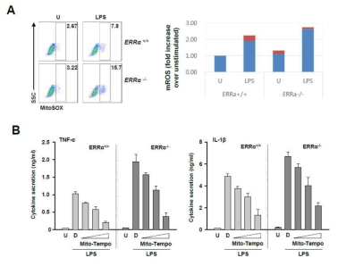 ERRα 야생형과 결손형 마우스 대식세포에 mitochondrial ROS scavenger를 전처리한 후 LPS에 의한 염증 반응이 감소됨을 확인함