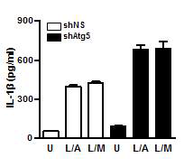Atg5 유전자 발현 억제에 따른 사람 말초혈액 단핵세포에서의 인플라마좀 활성 산물인 IL-1β 생성 변화 측정