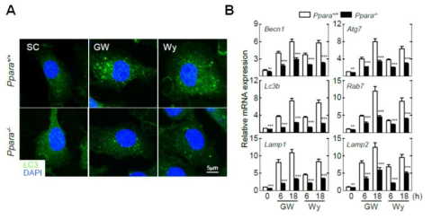 야생형 및 핵수용체 NR1C1 유전자가 결손된 마우스 유래 대식세포에 염증성 질환 제어 후보물질 PPARα 리간드들 (GW7647 및 Wy14643) 처리 후 자가포식 활성능 분석