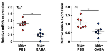 GABA 투여에 의한 결핵균 감염된 마우스 폐 조직 내에서 염증성 사이토카인 발현의 조절