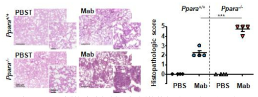 PPARα 야생형 및 결핍 마우스에 비정형 항산균인 Mycobacterium abscessus 감염 후 폐조직에서 화농성 병변의 정도 측정