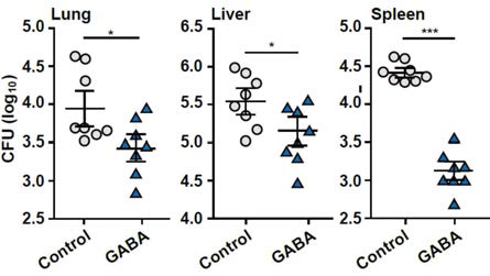 BCG균에 의해 감염된 마우스 장기에서 GABA에 의한 균수 증감비교