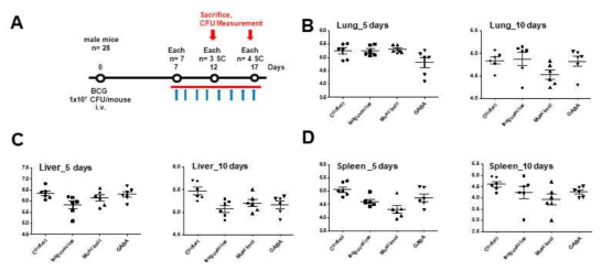 BCG균에 의해 감염된 마우스에 GABA 혹은 GABAAR 활성인자 처리 후 in vivo 생균수 측정. (A) 감염실험과 치료후보 처리 일정 (B) 폐 (C) 간 (D) 비장에서의 GABA 혹은 GABAAR 활성인자 처리 후 in vivo 생균 수 분석