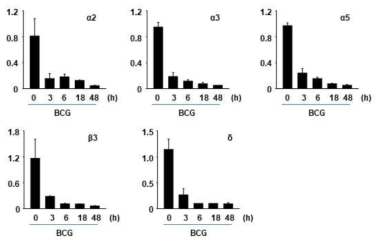 BCG 균에 의해 감염된 대식세포에 대하여 GABAA 수용체 아형의 유전자 발현 변화 분석 (A) α4를 비롯한 다수의 GABAA 수용체 아형의 발현 변화 (B) 대식세포 내 GABA 양의 변화