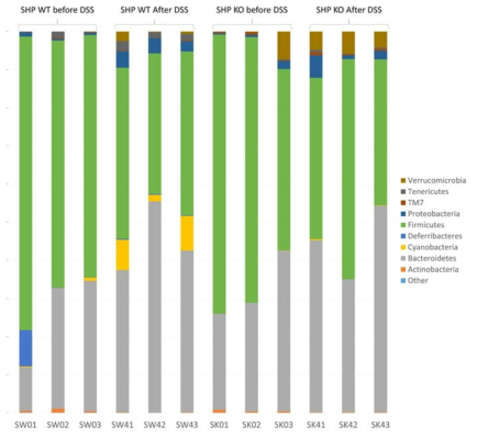 SHP knock out 및 DSS 처리에 따른 그룹간의 장내미생물 군집 조성 (Phylum level)