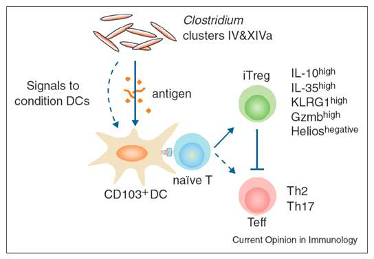 조절 T 세포 (regulatory T cell) 활성을 유도하는 Clostridium clusters IV&XIVa