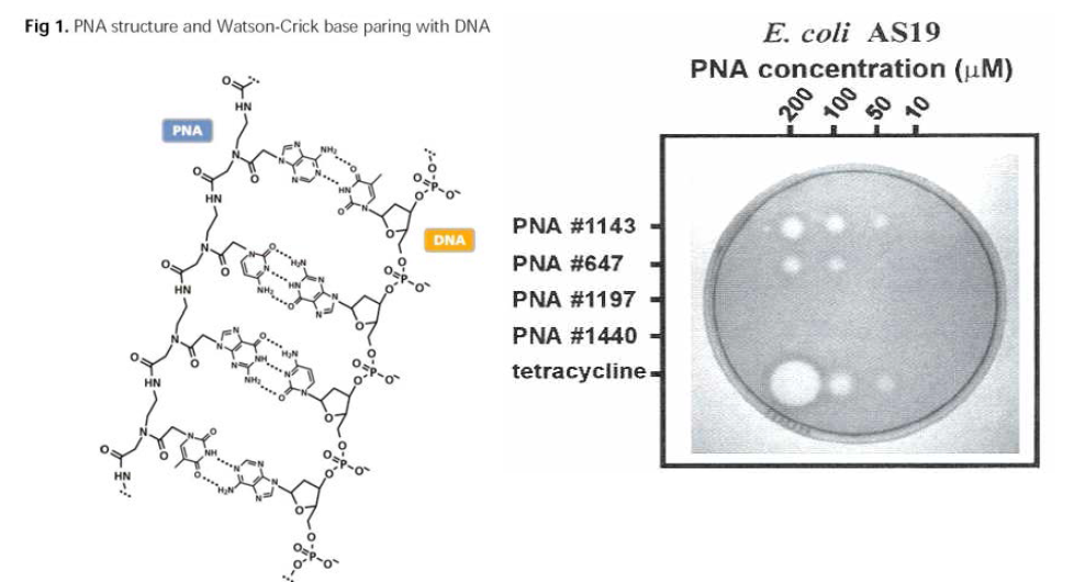 Peptide nucleic acid (PNA)의 DNA 결합 구조 및 향균 효과