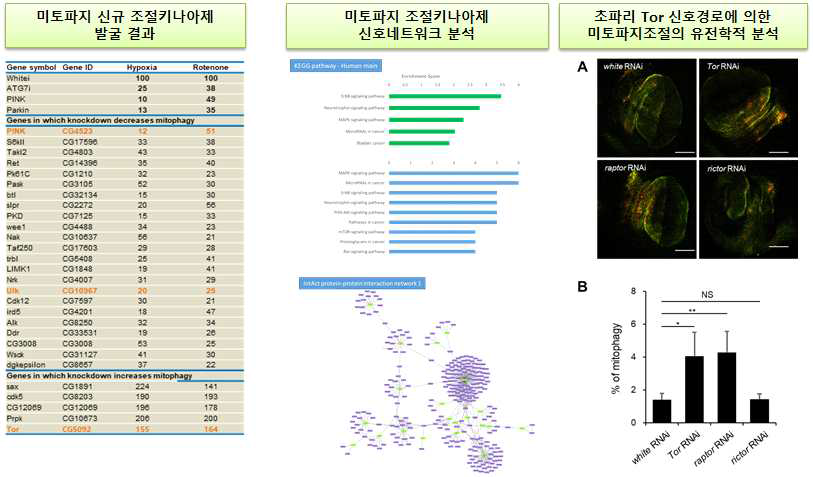 초파리 RNA 간섭라이브러리 최종결과 및 조절경로 분석