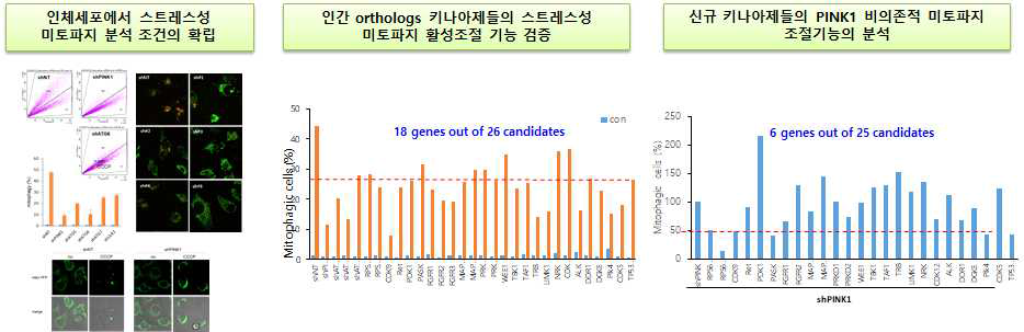 인간 ortholog들의 미토파지 조절기능 검증