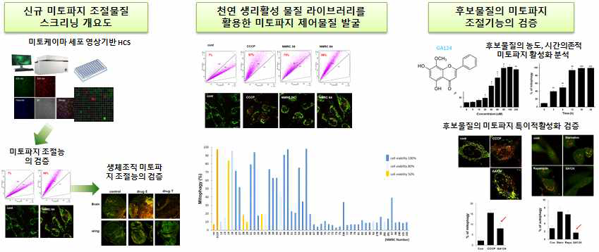 미토파지 활성에 기반한 신규 미토파지 조절물질의 발굴