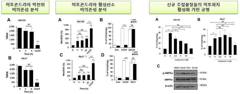 신규 조절물질들의 미토파지 조절기전 분석