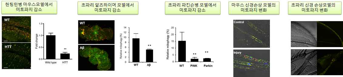 질병모델 및 생리적 조건에서 미토파지 활성 변화 분석