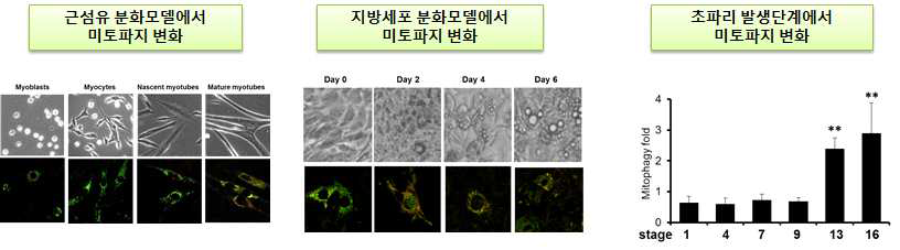 분화 및 발생모델에서 미토파지 활성 변화 분석