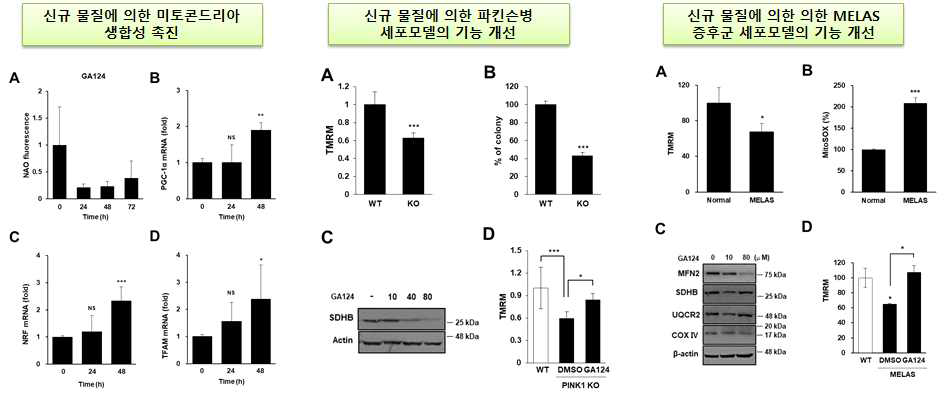 신규 미토파지 조절물질에 의한 미토콘드리아 기능개선 검증