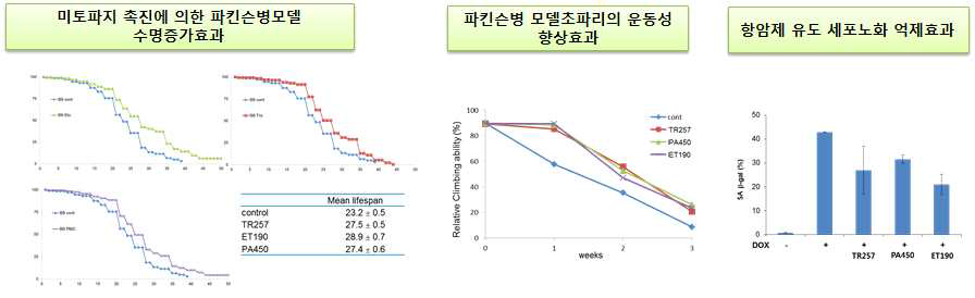 미토파지 조절물질의 초파리 질병모델에서의 효과분석