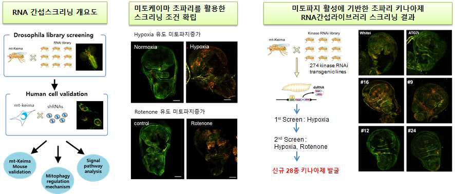 RNA 간섭라이브러리 검색에 의한 신규 미토파지 조절인자 발굴