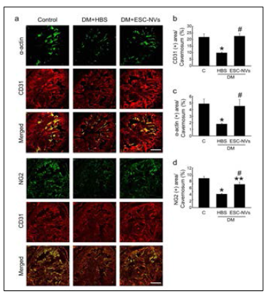 Embryonic stem cell (ESC)-derived extracellular vesiclemimetic nanovesicles (ESC-NVs) restore cavernous endothelial cell, smooth muscle cell, and pericyte content in the diabetic mice