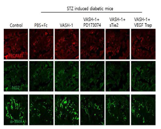 Vasohibin1 induces cavernous angiogenesis by FGF2, Ang1-Tie2, and VEGF pathway dependent