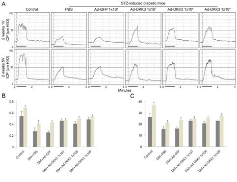 Adenoviral DKK3 gene transfer restores erectile function