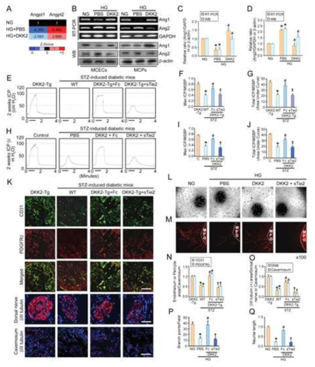 DKK2-mediated recovery of erectile function is dependent on the Ang1-Tie2 signaling pathway