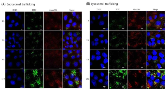 Endosomal/lysosomal trafficking study