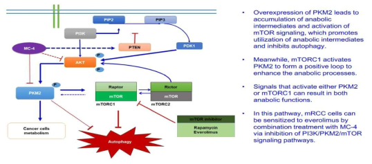 Proposed mechanisms by which SIRT1-PKM2-mTORC1 regulatory pathways contribute to RCC proliferation