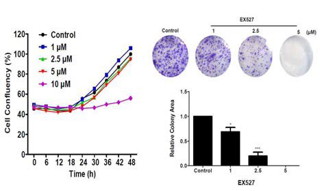 SIRT1 inhibitor에 의한 암세포증식 억제