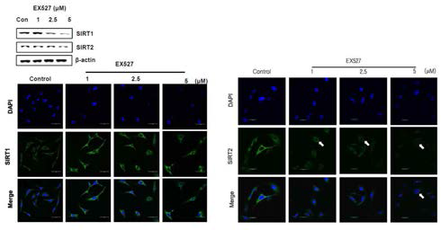 Selective SIRT1 inhibitor의 처리에 의한 세포내 SIRT1/2의 발현에 미치는 영향