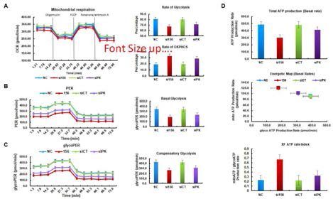 siPKM2처리에 의해 암세포 대사 pathway에 미친는 영향 연구