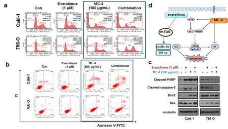 PKM2 및 mTOR dual inhibitor에 의한 암세포의 apoptosis기전 규명