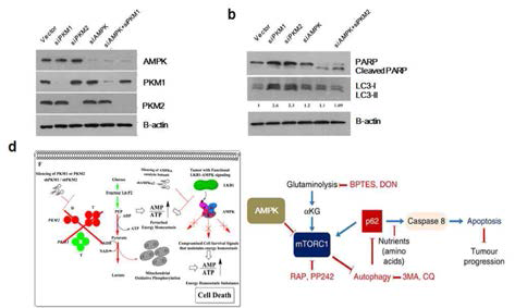 PKM2 와 AMPK KO에 따른 암세포대사 변화 및 세포사 pathway에 미치는 영향