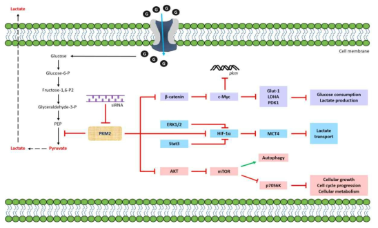 SIRT-mediated KT/mTOR pathway가 암세포 대사 조절 기작에 중요한 역할