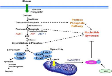 암세포에서 metabolic reprograming과 SIRT/PKM2와의 상관성