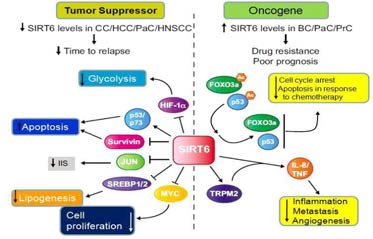 SIRT6의 항암기작 및 양면성