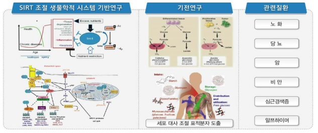 SIRT-기반 세포대사 관련 질환의 치료를 위한 향후 미래전망