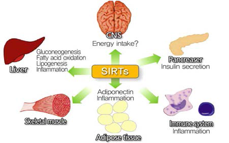 생체내에서 SIRT의 다양한 생리적 기능 조절