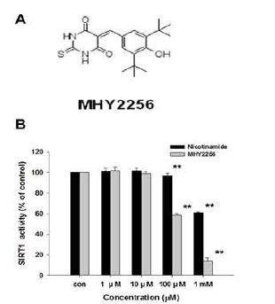 신규 SIRT inhibitor, MHY2256의 SIRT enzyme에 미치는 영향