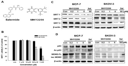 Effect of MHY2256 on sirtuin (SIRT) and p53 expression in MCF-7 and SKOV-3 cells