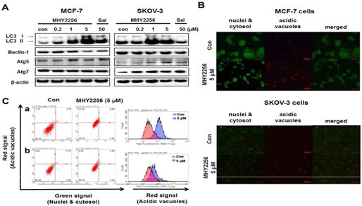 Effects of MHY2256 on the expression of autophagy-related proteins in MCF-7 and SKOV-3 cells