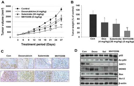 8. Effects of MHY2256, salermide, and doxorubicin on the growth of MCF-7 tumors in nude mice