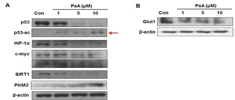 Psammaplin A를 MDA-MB-231 cells에 처리한 후 SIRT 조절 표적분자 발현 연구