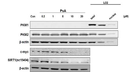 Psammaplin A를 MCF-7/Adr cells에 처리한 후 SIRT 조절 표적분자 발현 연구