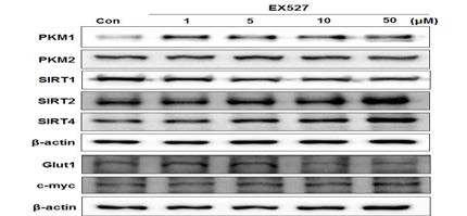 EX527을 MDA-MB-231 cells에 처리한 후 SIRT 조절 표적분자 발현 연구