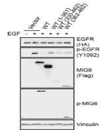 293T 세포주에서 Mig6 S2의 EGFR 활성화 억제