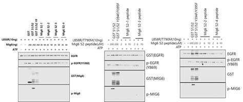 Mig6 펩타이드를 이용한 in vitro kinase assay