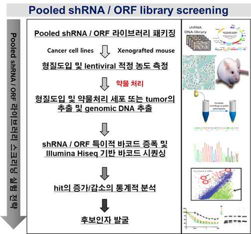 Pooled shRNA 라이브러리 스크리닝을 활용한 후보 유전자 발굴 모식도