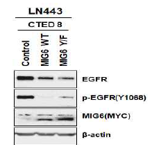 EGFR C-terminal 결실 돌연변이와 MIG6를 동시 과발현시킨 LN443 세포주에서의 EGFR 발현 및 인산화 정도