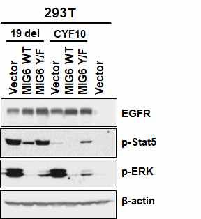 Mig6에 의한 자가인산화 비활성 EGFR 돌연변이의 세포내 신호전달체계 억제 여부 확인
