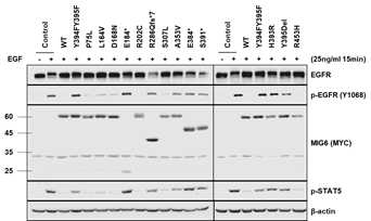 293T 세포주에서 EGFR 활성을 억제하지 못하는 Mig6 돌연변이 발굴