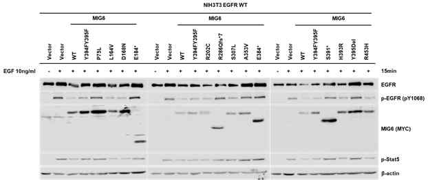 NIH3T3 세포 모델에서 EGFR 활성 저해 MIG6 돌연변이 기능 조사